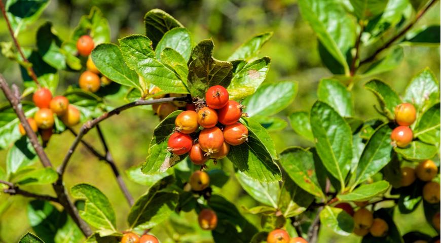 рябина приземистая (S. Chamaemespilus)