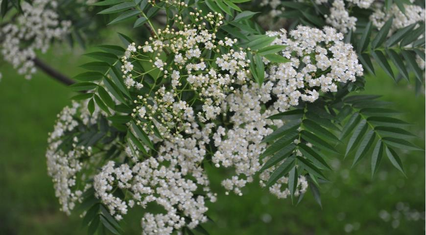 Рябина уллынская (S. ulleungensis) 