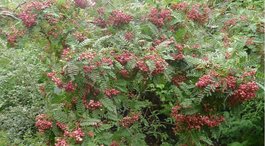 Рябина псевдовилморская (S. pseudovilmorinii)