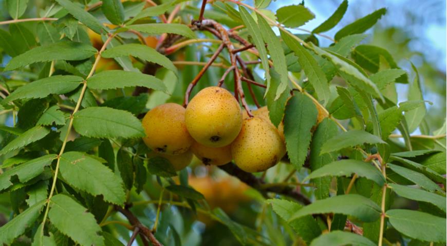 рябина домашняя, или крупноплодная (S. domestica)