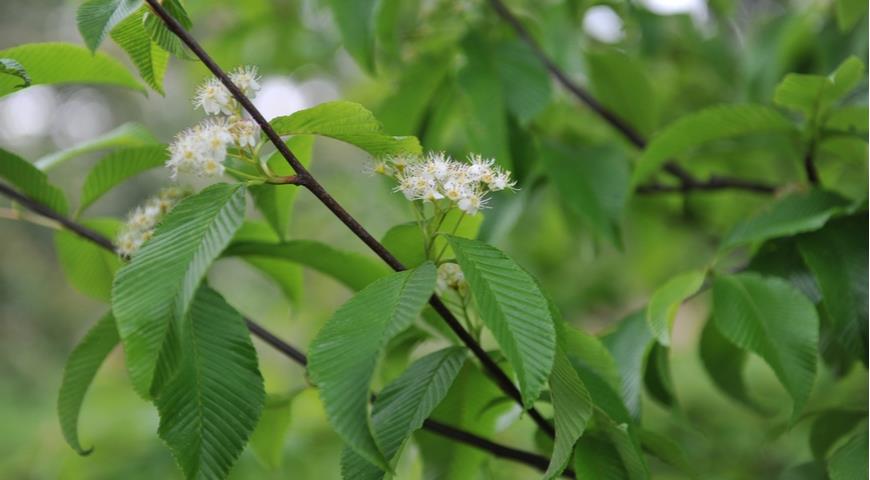 Рябина мелиосмолистная (S. meliosmifolia)