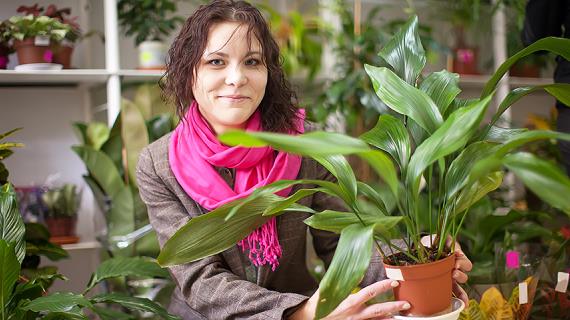 Аспидистра, или дружная семейка - комнатное растение, популярное у флористов