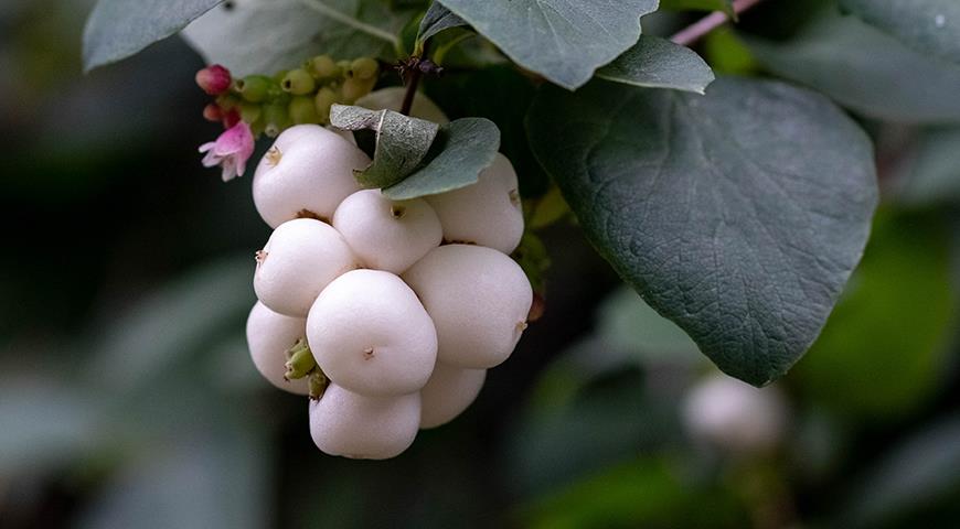 Плоды снежноягожника белого