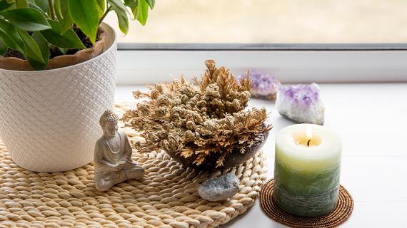 Селагинелла, или воскресающее растение - чудо из мира растений, которое можно вырастить дома