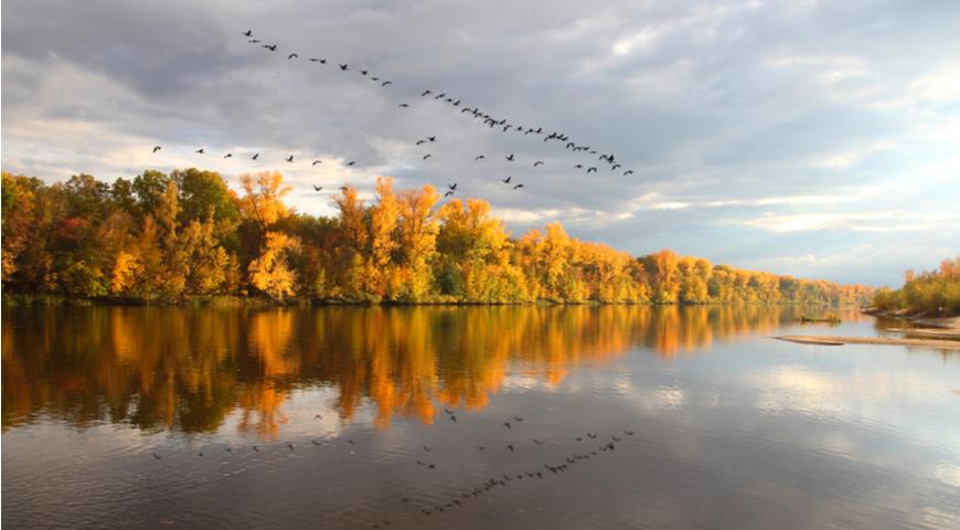 перелетные птицы, косяк, осень