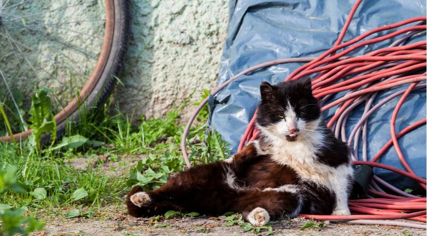 кот, животные, электричество