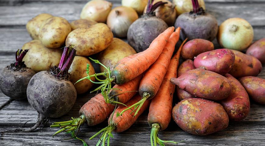 Как сохранить картофель, морковь и свеклу до весны