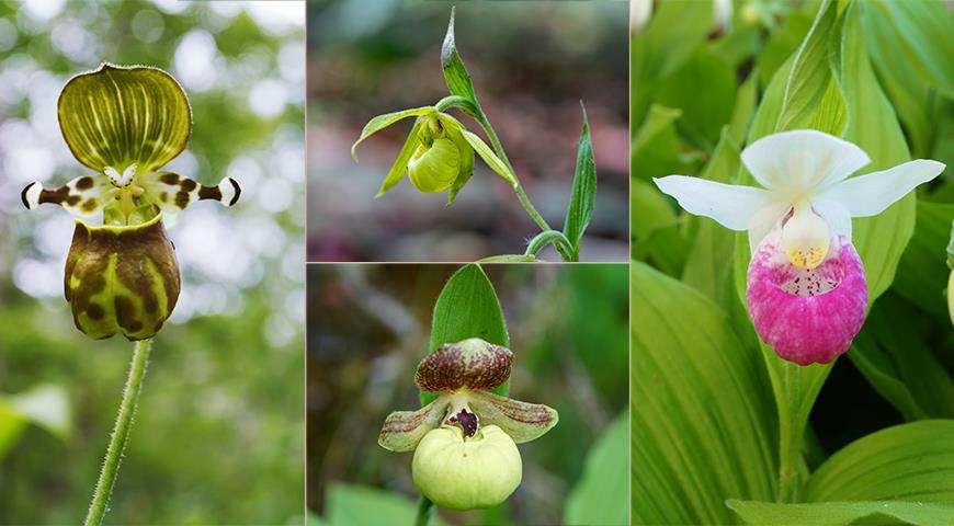 венерин башмачок: зимостойкие виды садовых орхидей для дачников