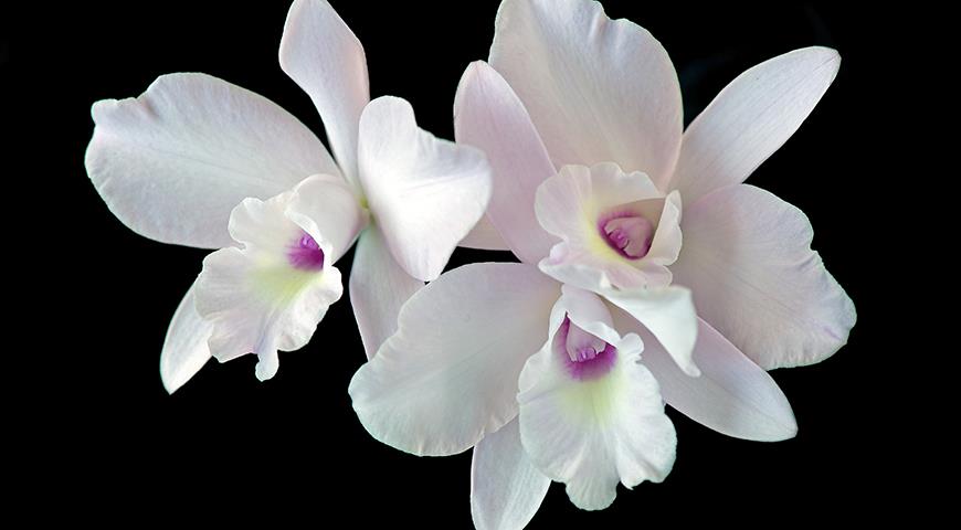 Лелиокаттлея, Laeliocattleya Happy Essence 'Pinkie'