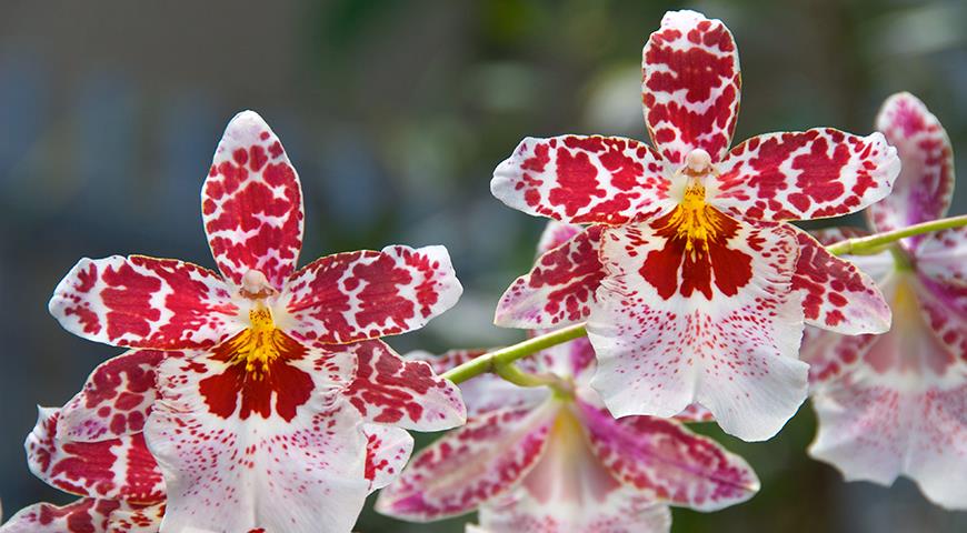 орхидея  Вуйлстекеара Vuylstekeara Cambria 'Lensing's Favorite' AMAOS