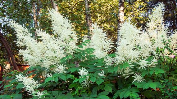 Виды и сорта волжанки для теневого сада