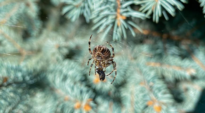 Все о пауках, природных врагах мух и комаров в вашем саду