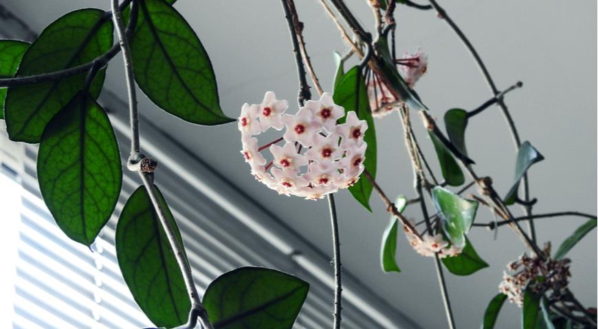 Хойя мясистая (Hoya carnosa)