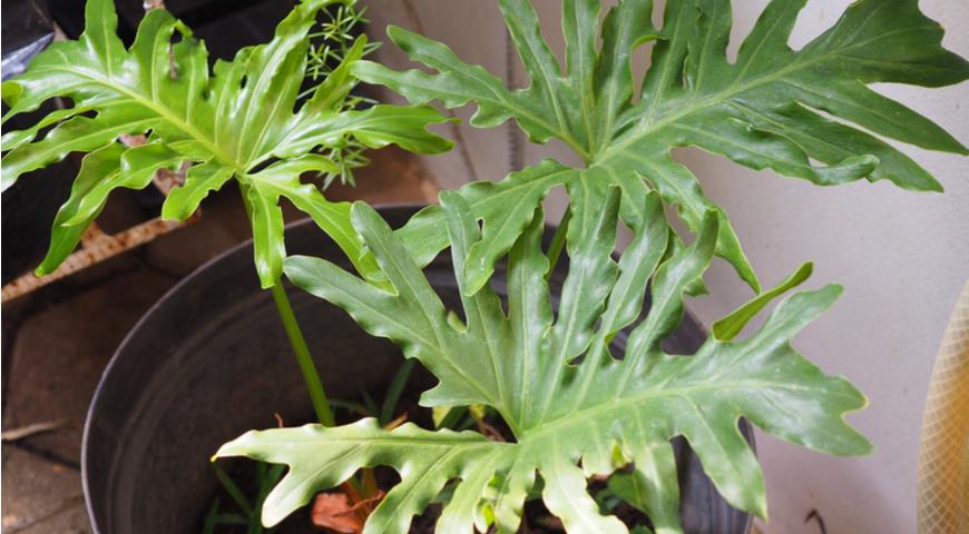 Филодендрон двоякоперистый (Philodendron bipinnatifidum)