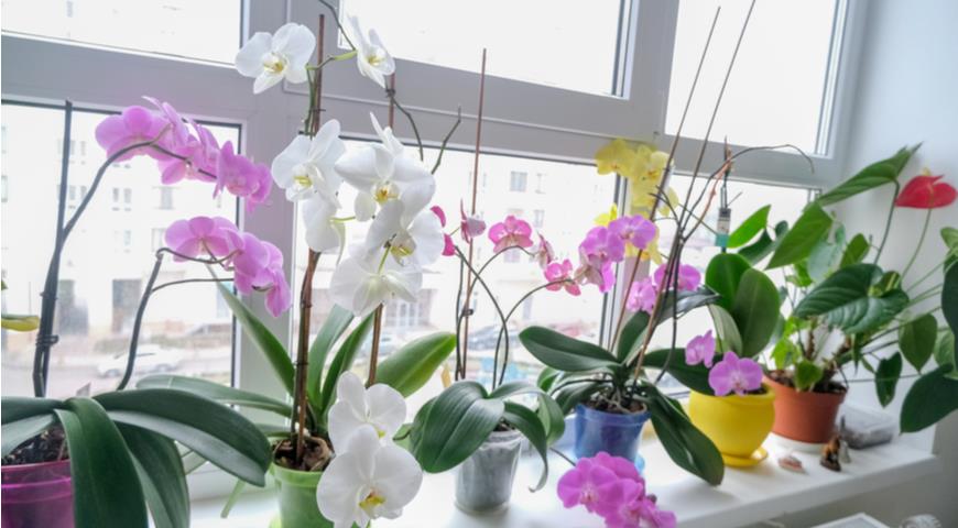 Фаленопсис (Phalaenopsis)