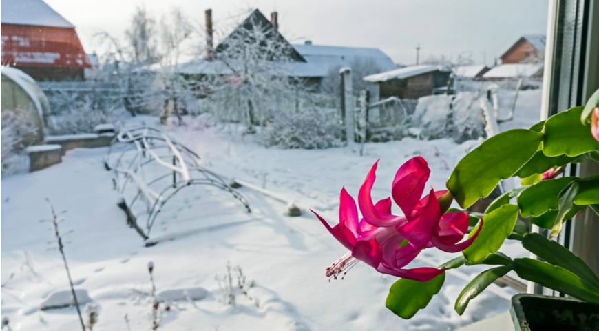 Рождественский кактус, шлюмбергера (Schlumbergera)