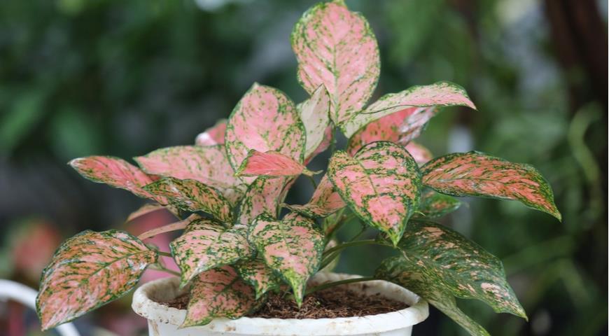 Аглаонеама (Aglaonema) Lady Valentine