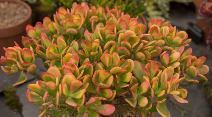 Толстянка яйцевидная (Crassula ovata) Hummel's Sunset