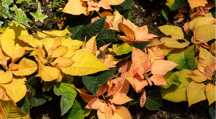 Пуансеттия Autumn Leaves