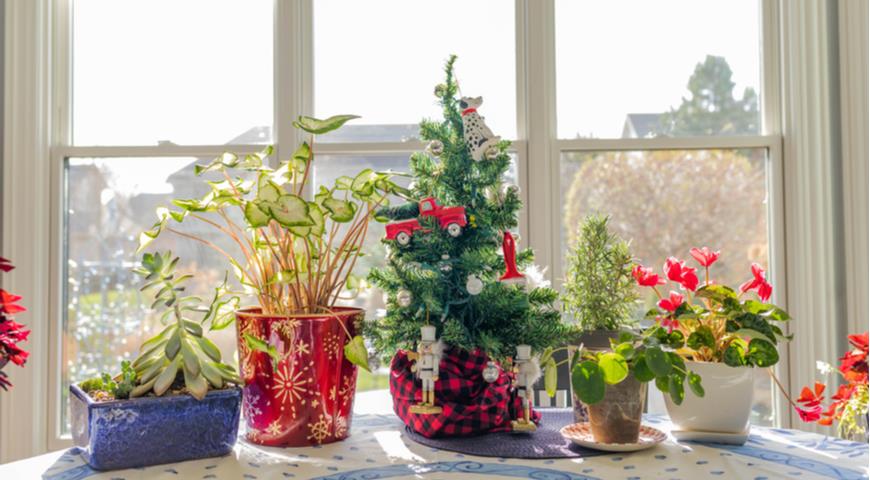 Новый год, Рождество, комнатные растения 