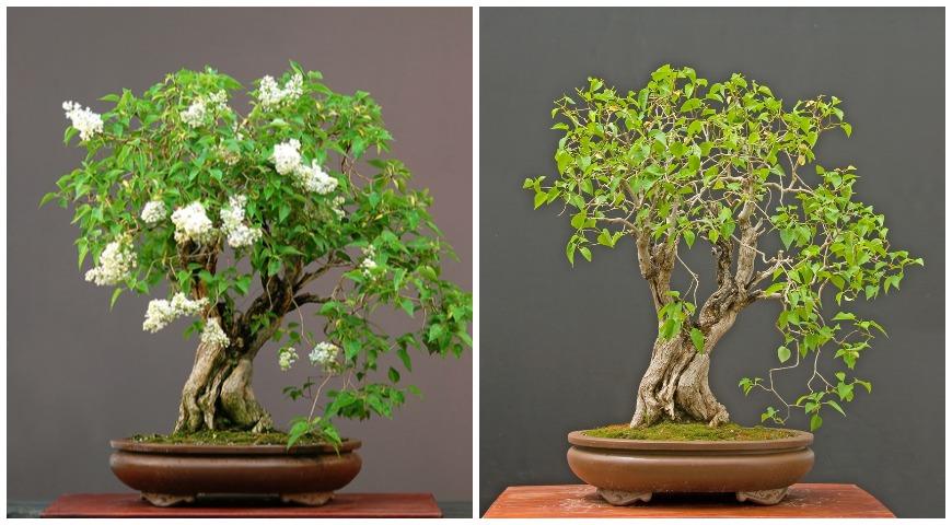 lilac bonsai