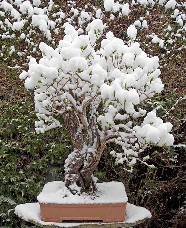 lilac bonsai