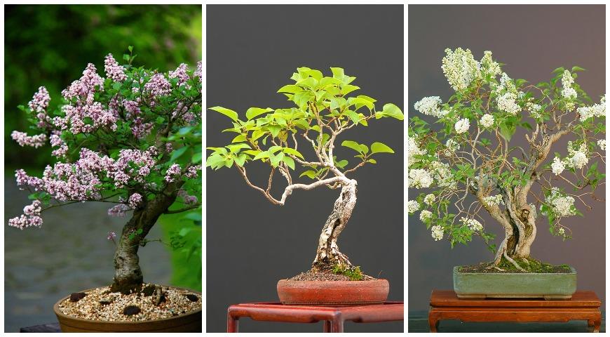 lilac bonsai