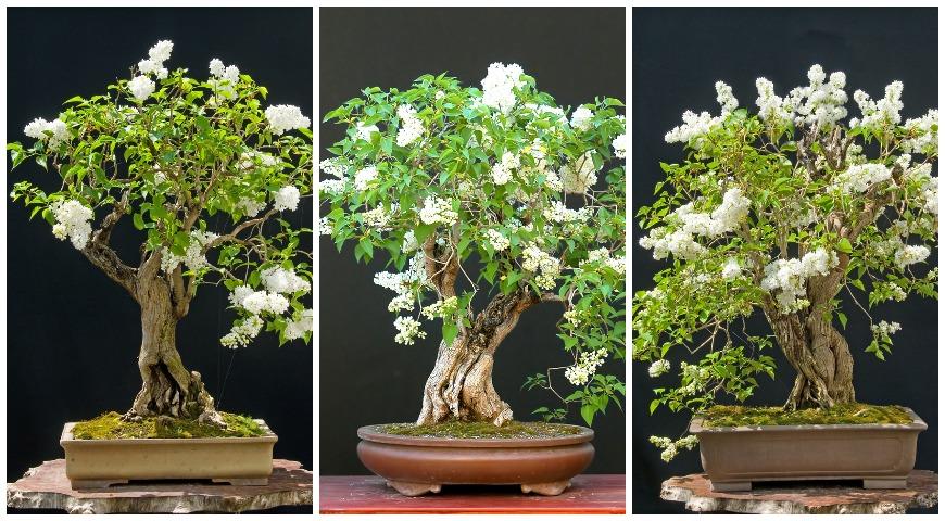 lilac bonsai