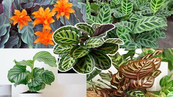 Калатея - неприхотливый молитвенный цветок для начинающего цветовода