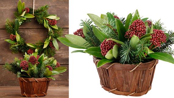 Новогодние мастер-классы: букет из скиммии для украшения стола и в подарок