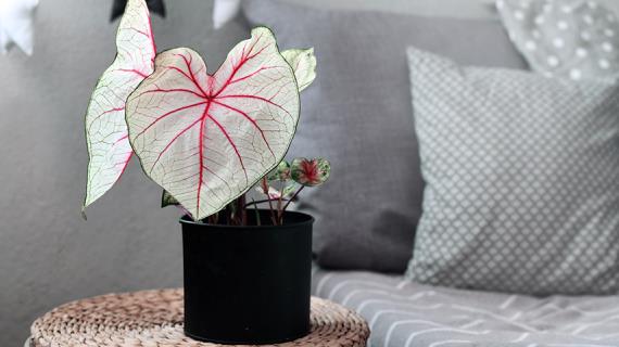 Многообразие каладиумов - комнатных растений с яркой и красивой окраской листвы