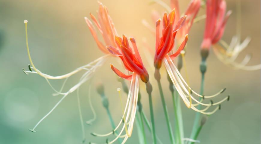 Hippeastrum cybister