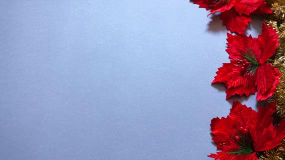 Почему 12 декабря отмечают Национальный день пуансеттии