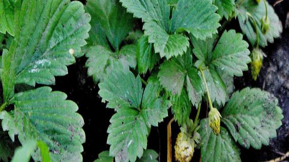 Альбиносы против краснощёких матрёшек