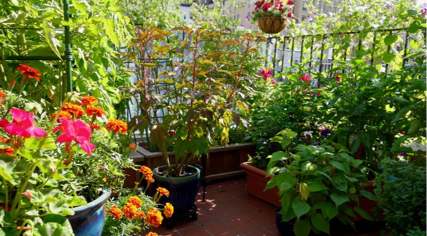 растения на балконе, контейнерный сад