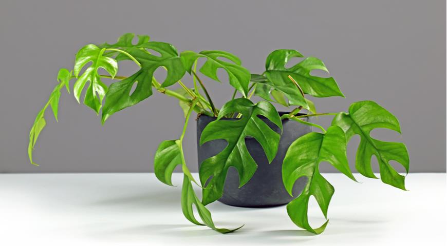 Philodendron Minima