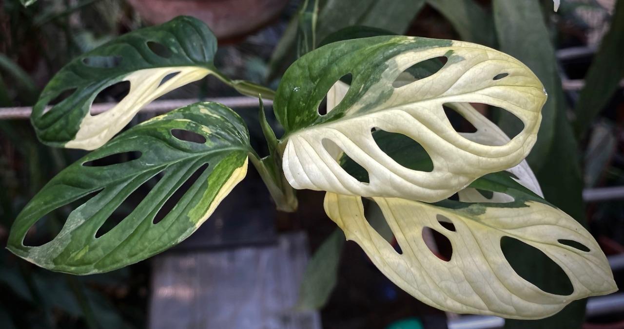 monstera obliqua (adansonii?) white variegate