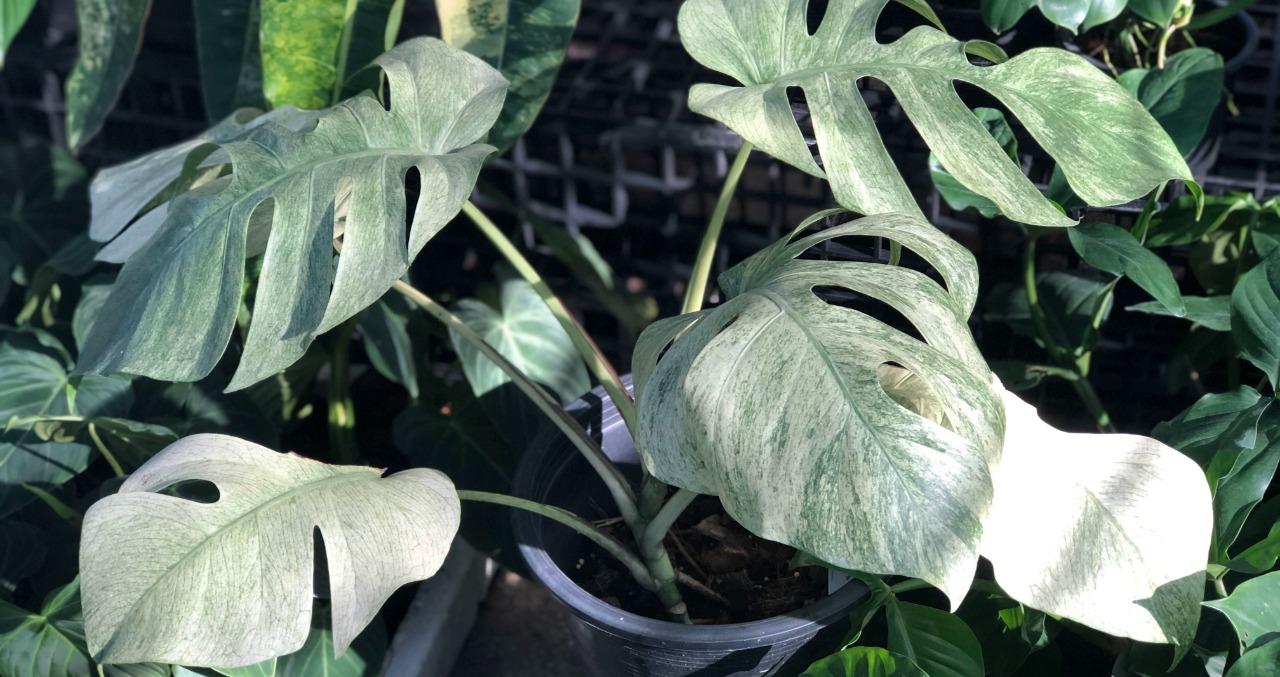 Монстера делициоза Минт (Monstera deliciosa Mint)