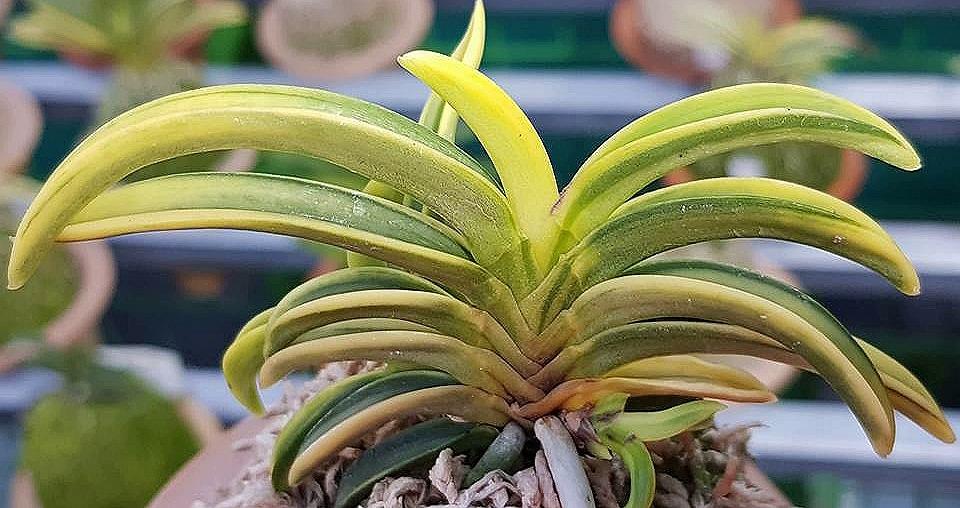 neofinetia falcata Benkeimaru Shima