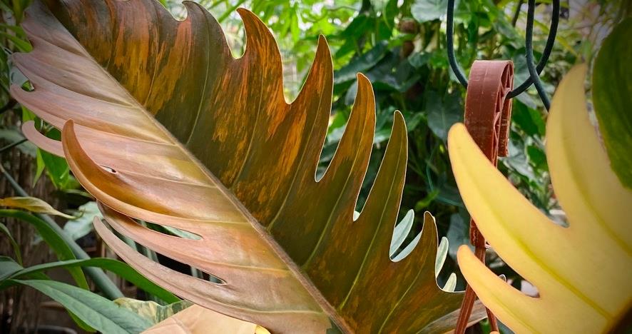 philodendron Caramel Marble