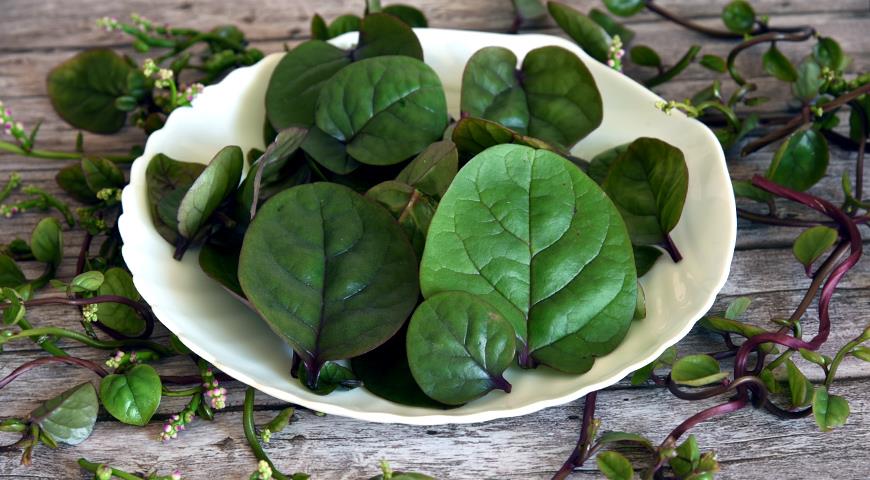 Как вырастить базеллу, или цейлонский шпинат из семян: пошаговый мастер-класс