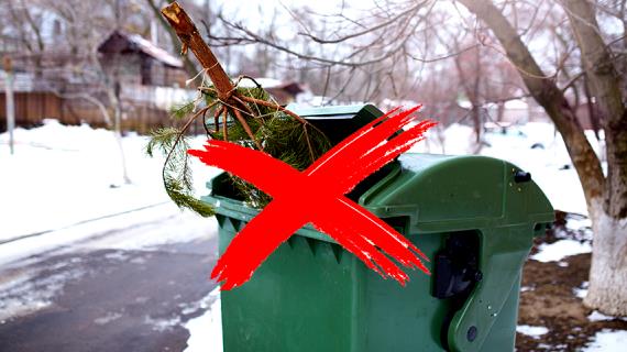 Куда деть новогоднюю елку после праздников?