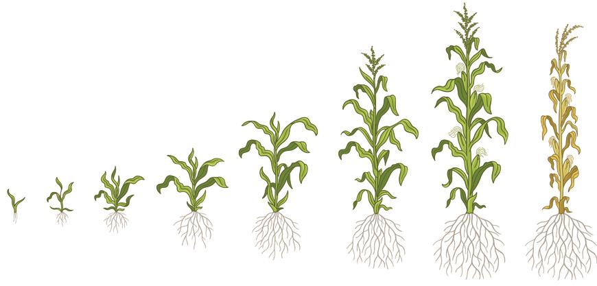 Как вырастить в Подмосковье и средней полосе сладкую кукурузу