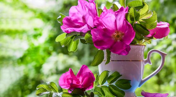 Современные гибриды розы морщинистой