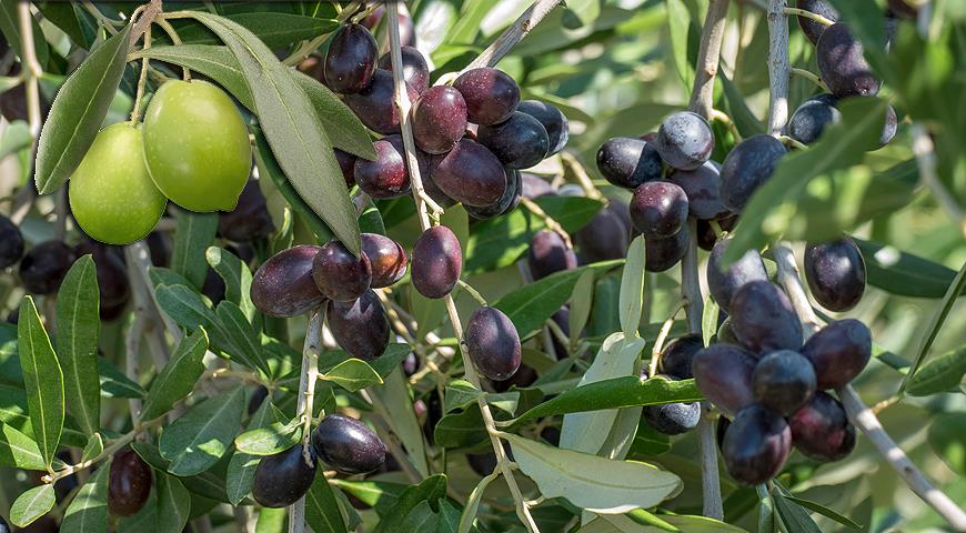 Чем отличаются оливки от маслин и чья польза больше