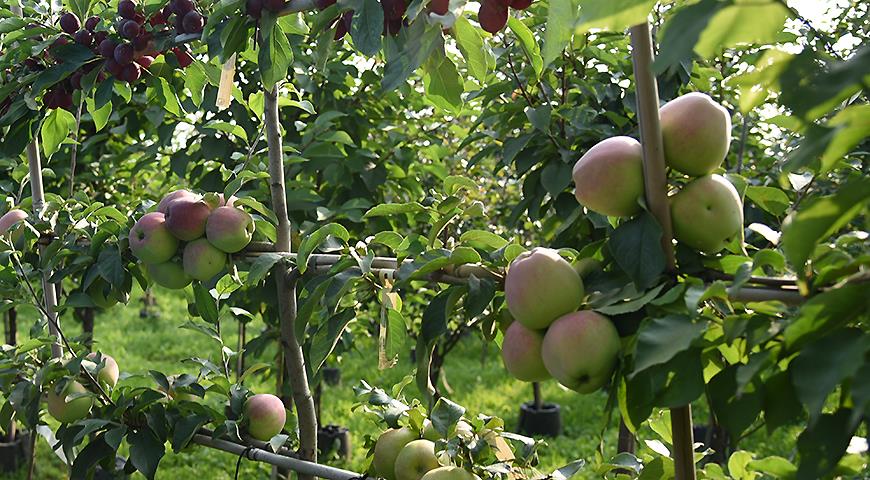 Ягодные кустарники на штамбе и многосортовые чудо-яблони: какие саженцы выбрать в 2022 году