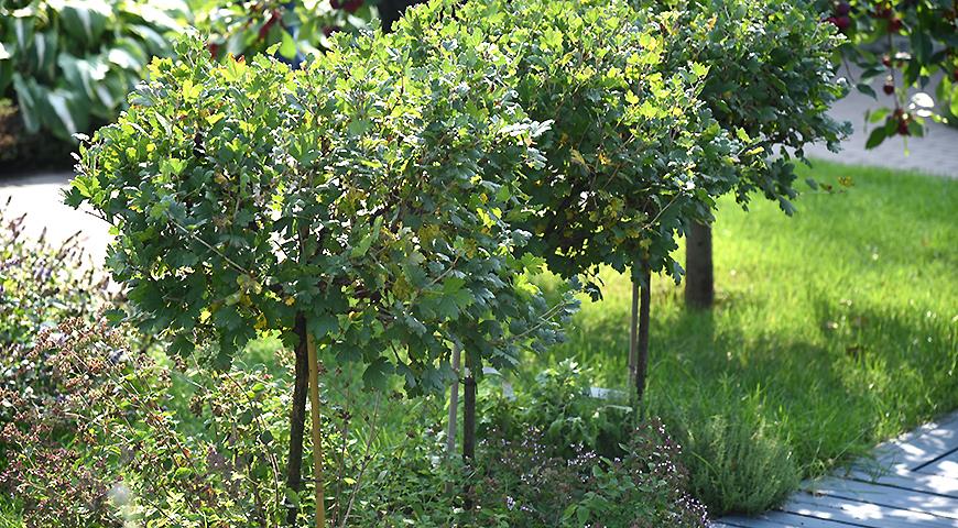 Ягодные кустарники на штамбе и многосортовые чудо-яблони: какие саженцы выбрать в 2022 году
