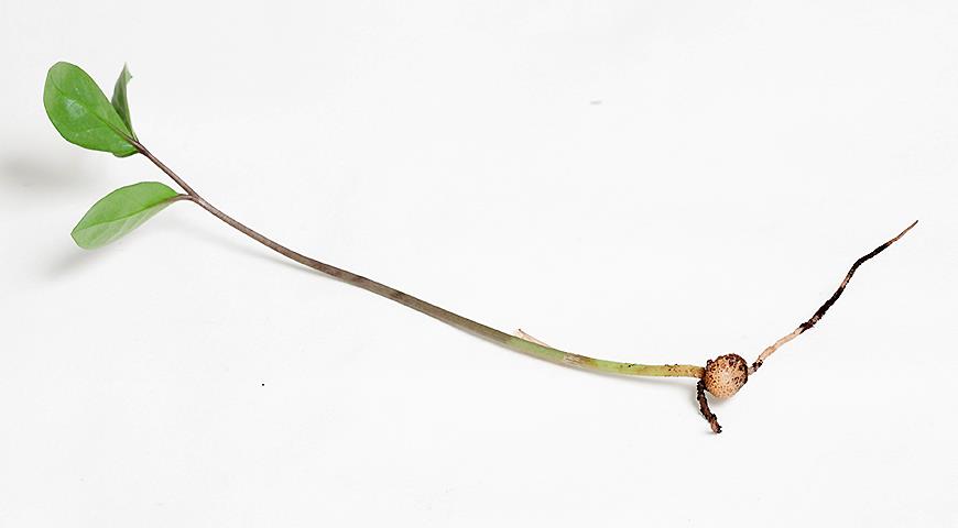 Замиокулькас размножение листом. Как сделать правильно?