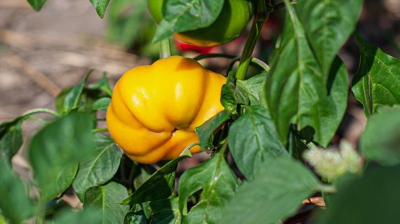 Семена желтых перцев: сорта и гибриды желтых перцев для посева на рассаду в 2022