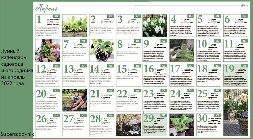 Когда сеять рассаду цветов и овощей в 2022 году: лунный календарь посевов